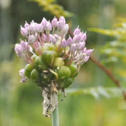 Babingtonlök - Allium ampeloprasum var. babingtonii