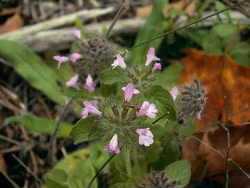 Bergmynta - Clinopodium vulgare