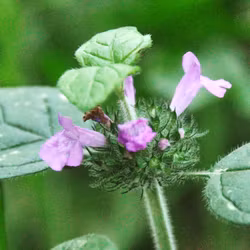 Bergmynta - Clinopodium vulgare