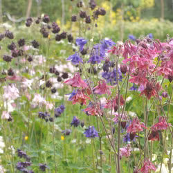 Akleja - Aquilegia vulgaris