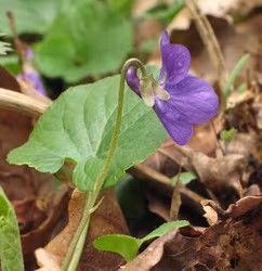 Luktviol - Viola odorata