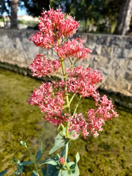 Pipört - Centranthus ruber