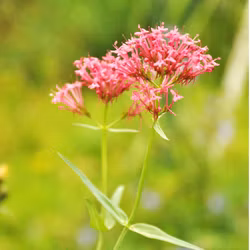 Pipört - Centranthus ruber