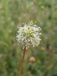 Pimpinell - Sanguisorba minor