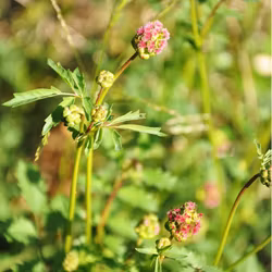 Pimpinell - Sanguisorba minor