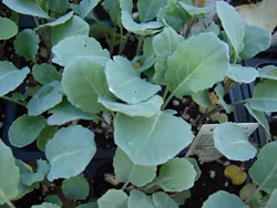 Perenn grönkål - Brassica oleracea