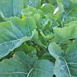 Perenn grönkål - Brassica oleracea