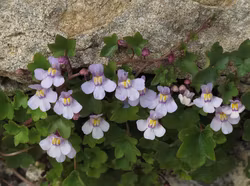 Murreva - Cymbalaria muralis