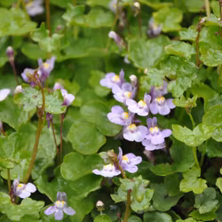 Murreva - Cymbalaria muralis