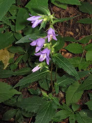 Nässelklocka - Campanula trachelium