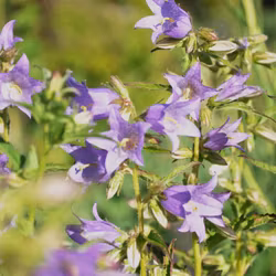Nässelklocka - Campanula trachelium