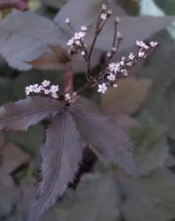Mörkbladig mitsuba - Cryptotaenia japonica var. atropurpurea