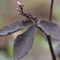 Mörkbladig mitsuba - Cryptotaenia japonica var. atropurpurea