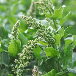 Lungrot - Blitum bonus-henricus
