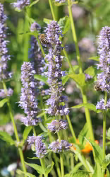 Anisisop - Agastache foeniculum x