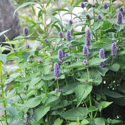Anisisop - Agastache foeniculum x