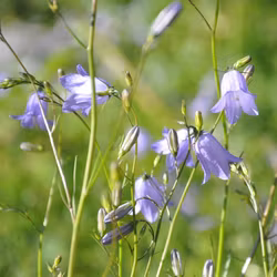 Liten blåklocka - Campanula rotundifolia