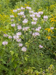 Lila temynta - Monarda fistulosa