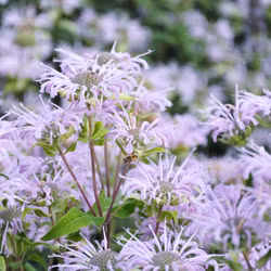 Lila temynta - Monarda fistulosa