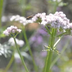 Läkevänderot - Valeriana officinalis