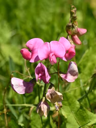 Knölvial - Lathyrus tuberosus