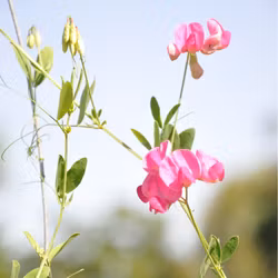 Knölvial - Lathyrus tuberosus