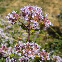 Kungsmynta - Origanum vulgare