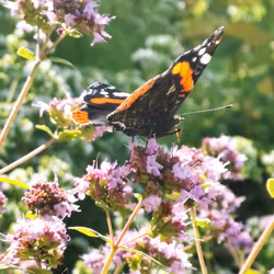 Kungsmynta - Origanum vulgare