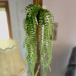 Pilea ampel 55 cm