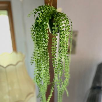 Pilea ampel 55 cm