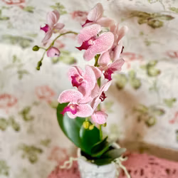 Phalaenopsis ROSA 60 cm