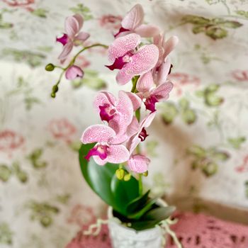 Phalaenopsis ROSA 60 cm