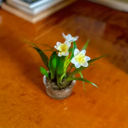 Narciss mini VIT 10 cm