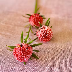 Amaranth rosa 60 cm