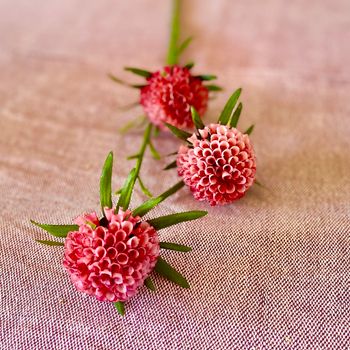 Amaranth rosa 60 cm