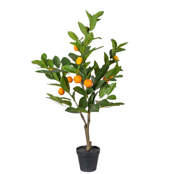 Träd citrus 70 cm