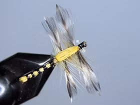 Adult Damsel