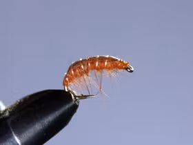 Gammarus