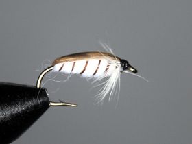 Corixa nymf
