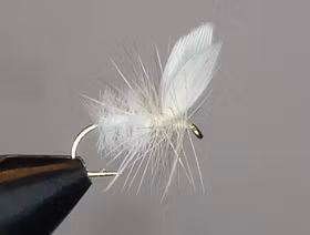 White moth (torr och våt)