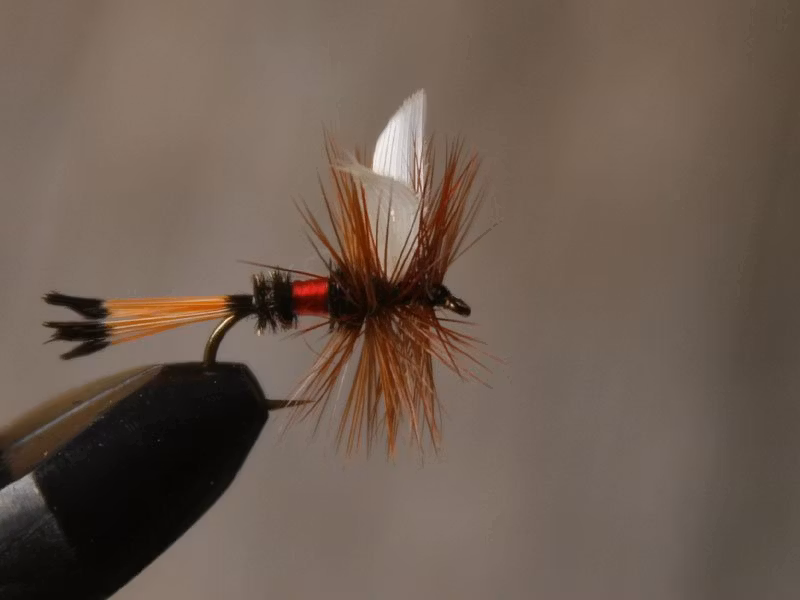 Royal Coachman