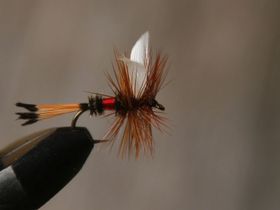 Royal Coachman