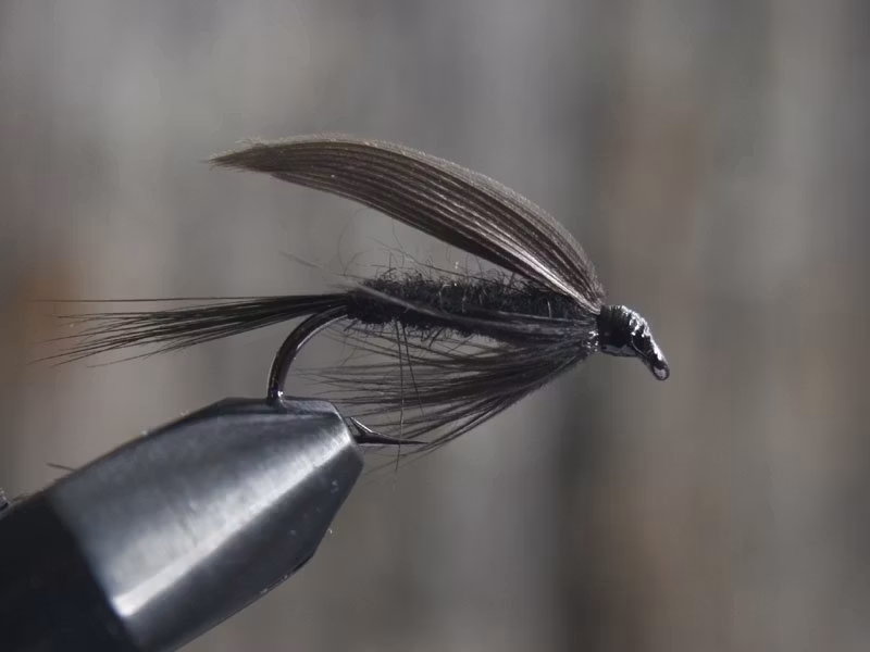 Black gnat (torr och våt)