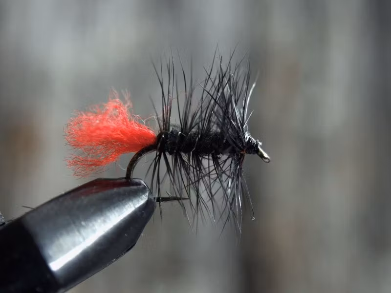 Black zulu