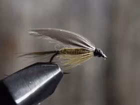 Olive dun