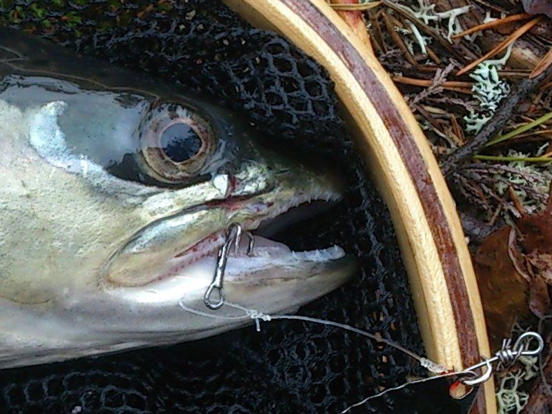 Kroka-kit! Kroka fler- tappa färre!