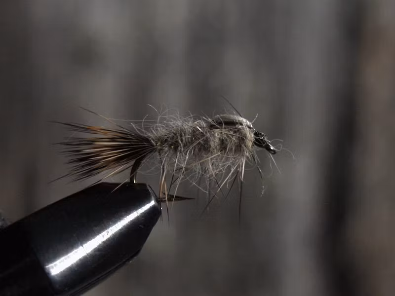 American hares ear