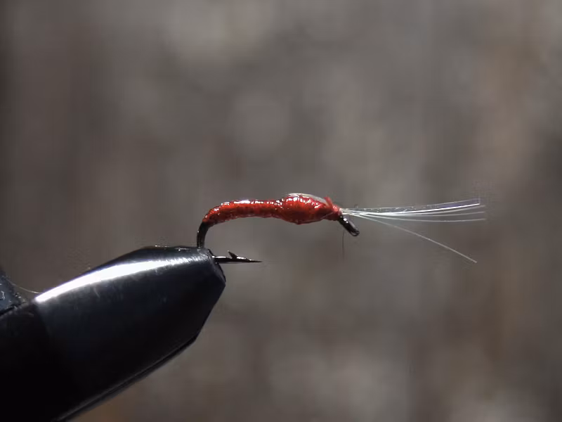 Bloodworm