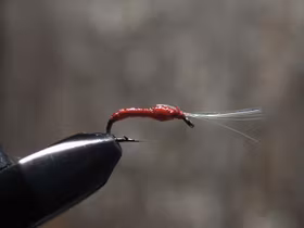 Bloodworm