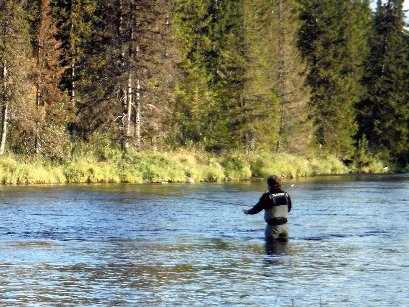 Guldribbat haröra long redhead